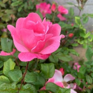 Meet your Posher, Itzel